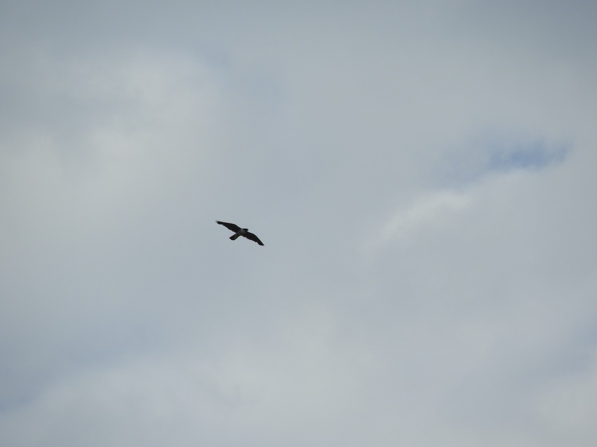 Peregrine Falcon - ML638614054