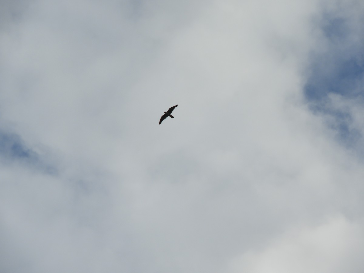 Peregrine Falcon - ML638614071