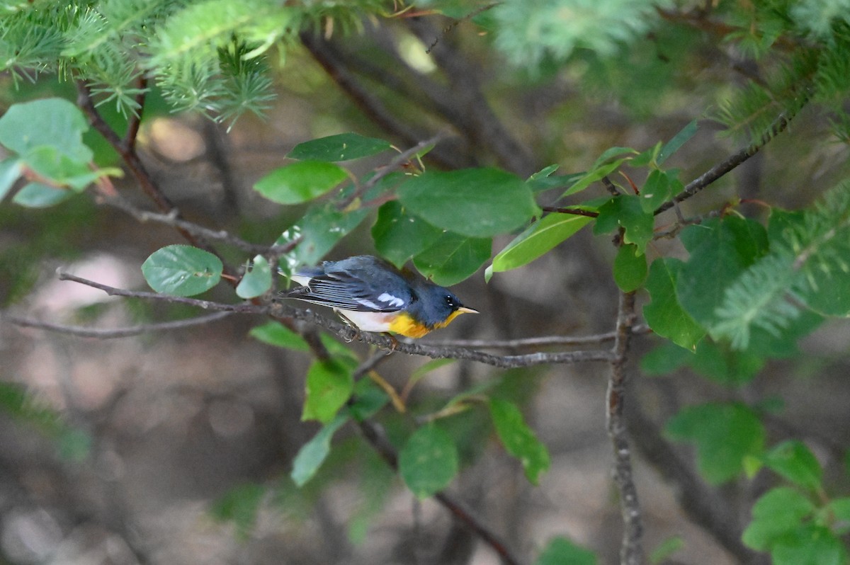 Northern Parula - ML638614073