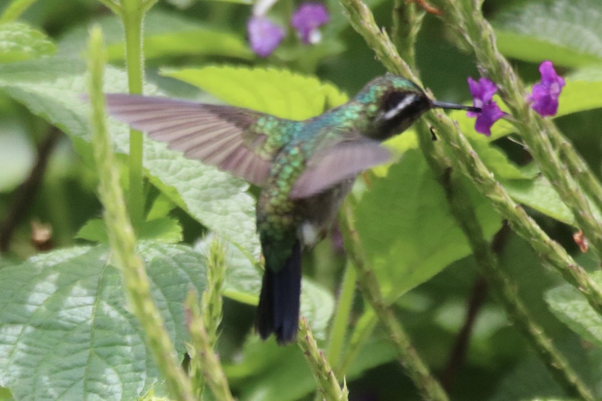 Purple-throated Mountain-gem - ML638614087
