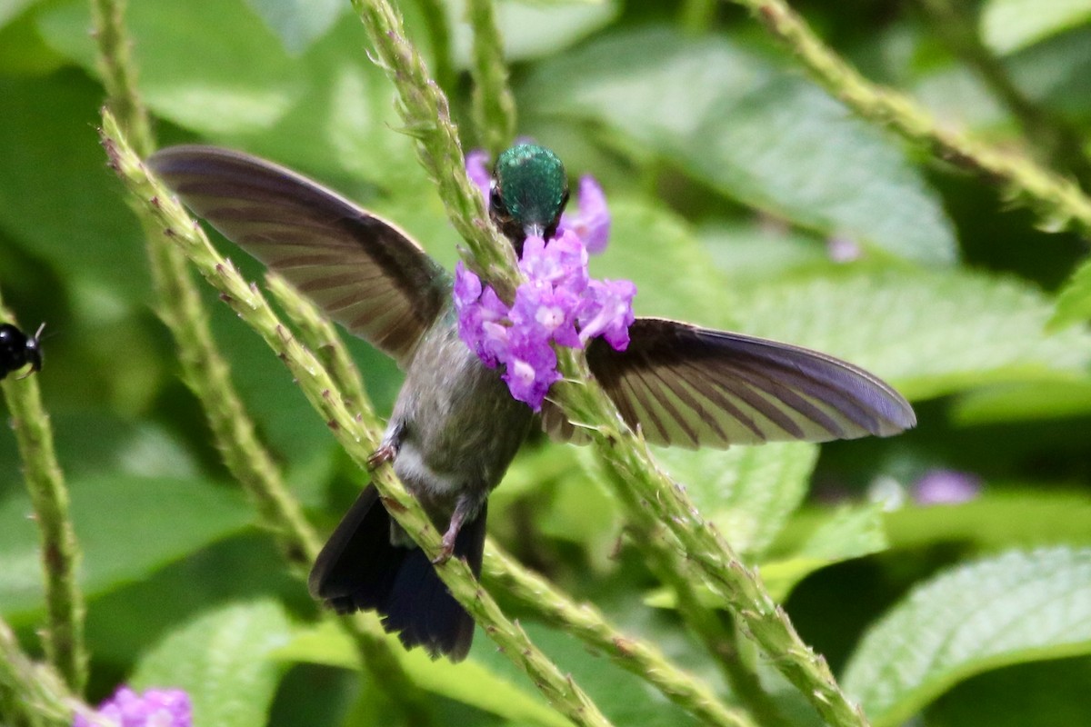 Purple-throated Mountain-gem - ML638614088