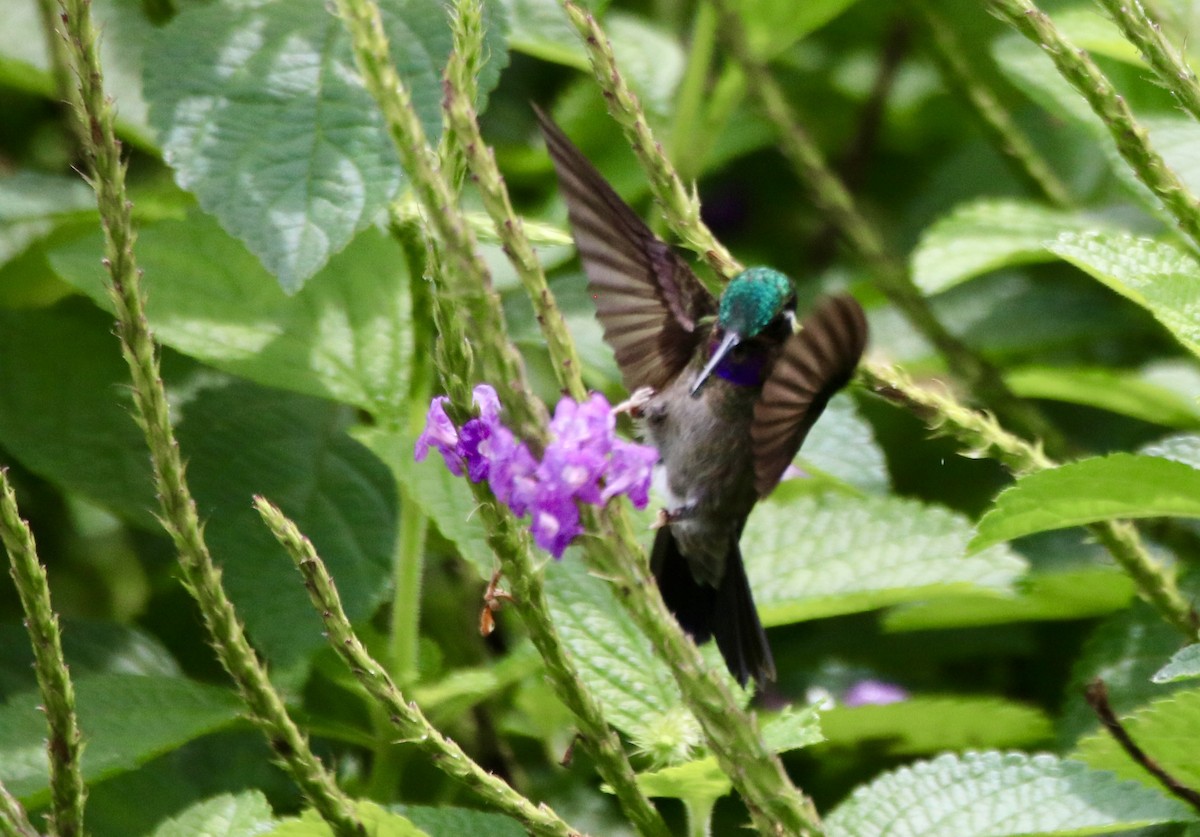 Purple-throated Mountain-gem - ML638614089
