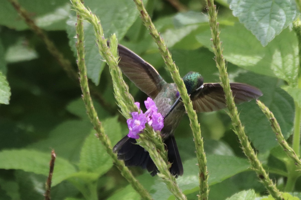 Purple-throated Mountain-gem - ML638614090