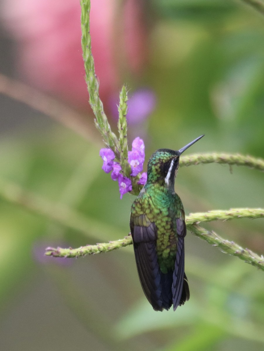 Purple-throated Mountain-gem - ML638614091