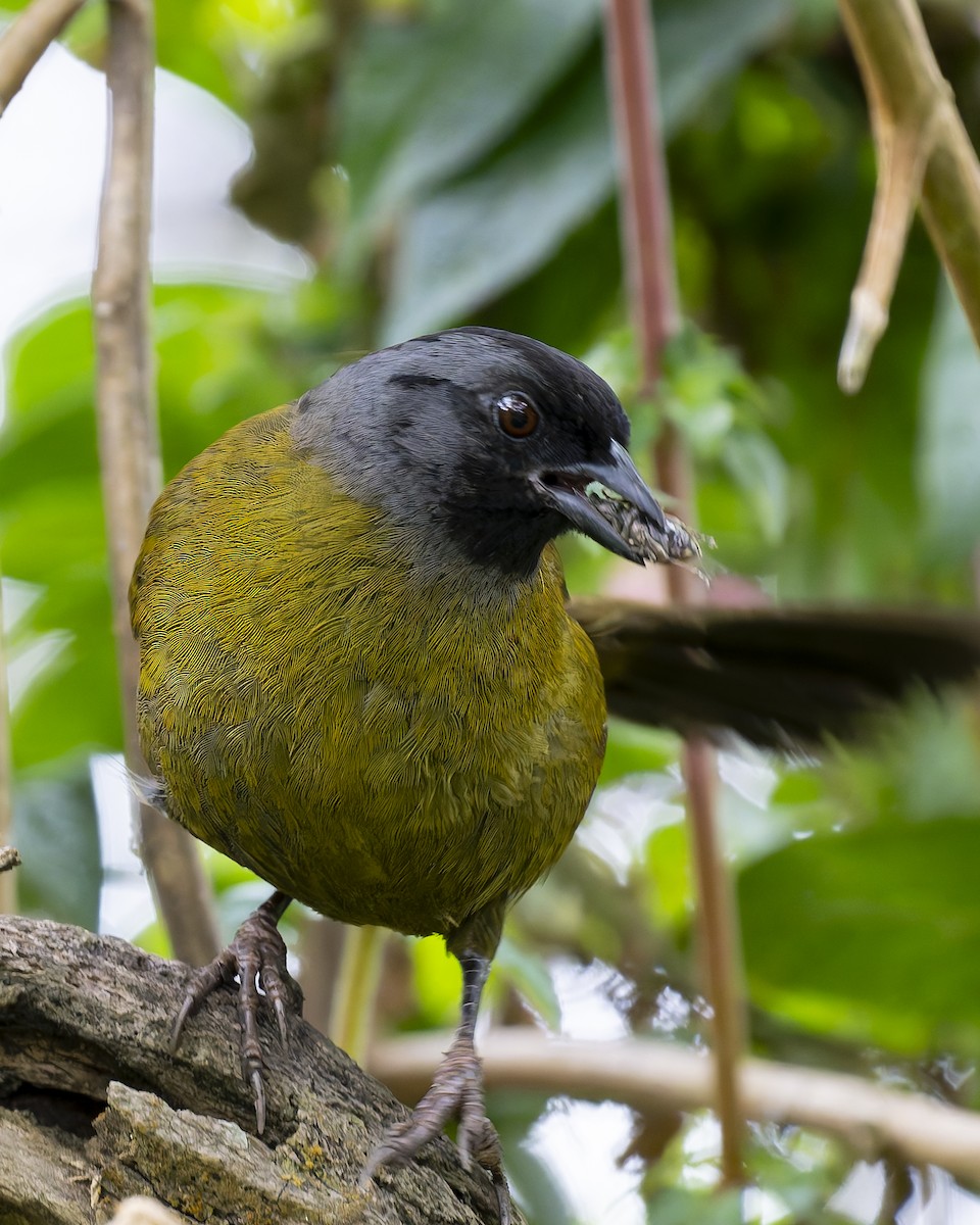 Large-footed Finch - ML638614094