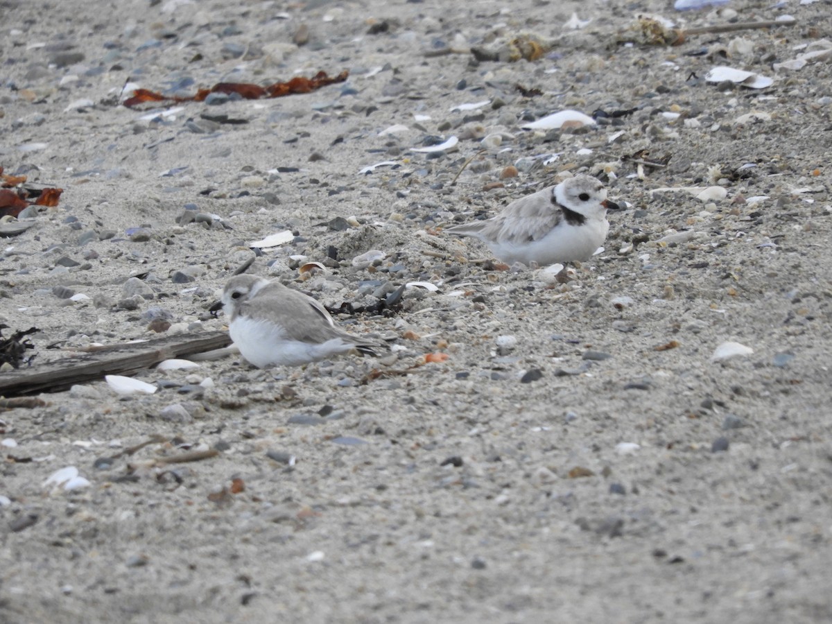 Piping Plover - ML638614111