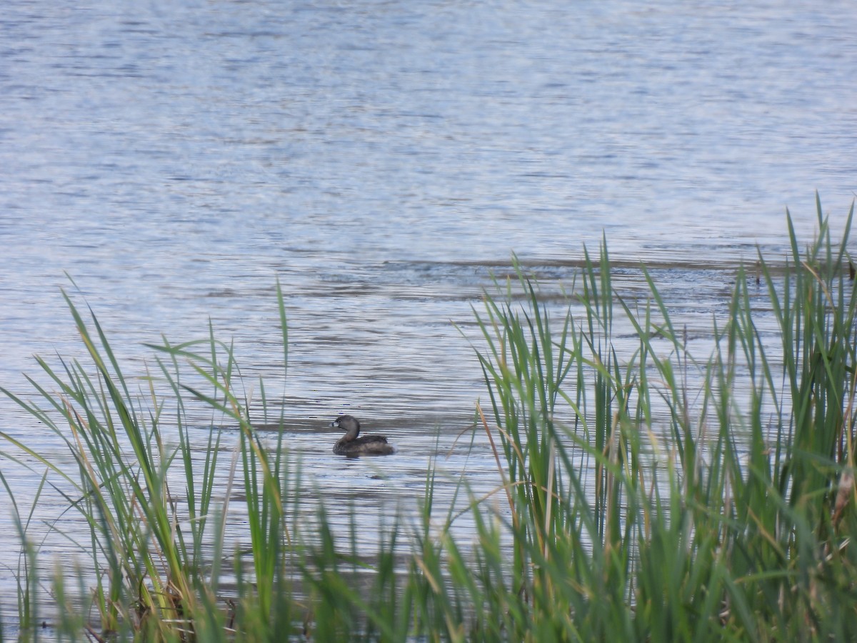 Pied-billed Grebe - ML638614120