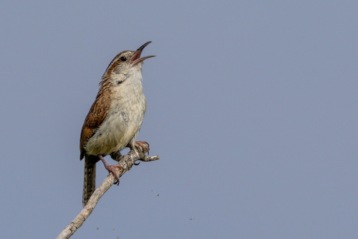 Carolina Wren - ML638614138