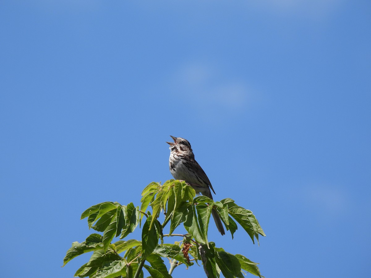 Song Sparrow - ML638614149