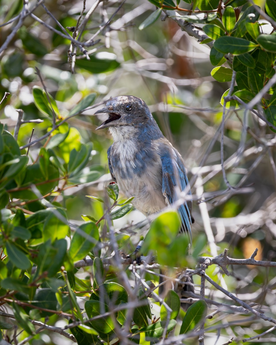 Florida Scrub-Jay - ML638614167