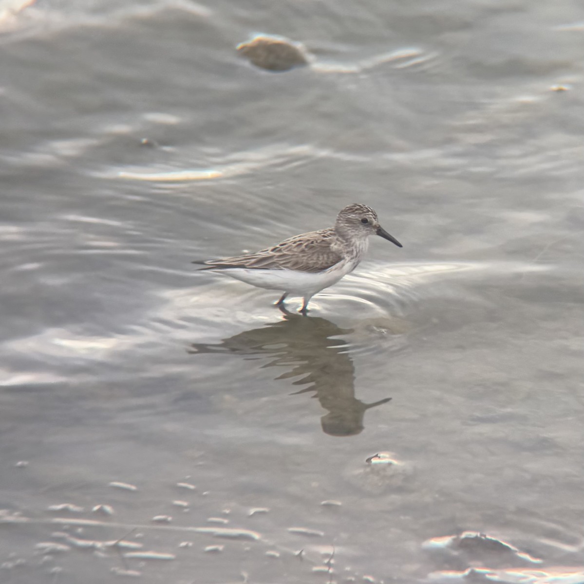 Semipalmated Sandpiper - ML638614170
