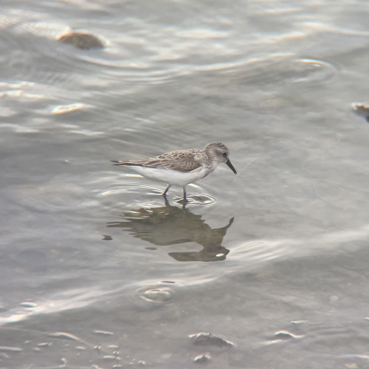 Semipalmated Sandpiper - ML638614175