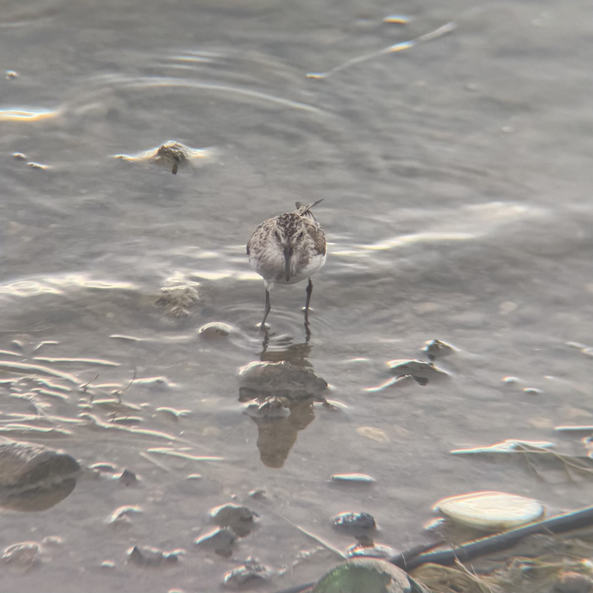 Semipalmated Sandpiper - ML638614176
