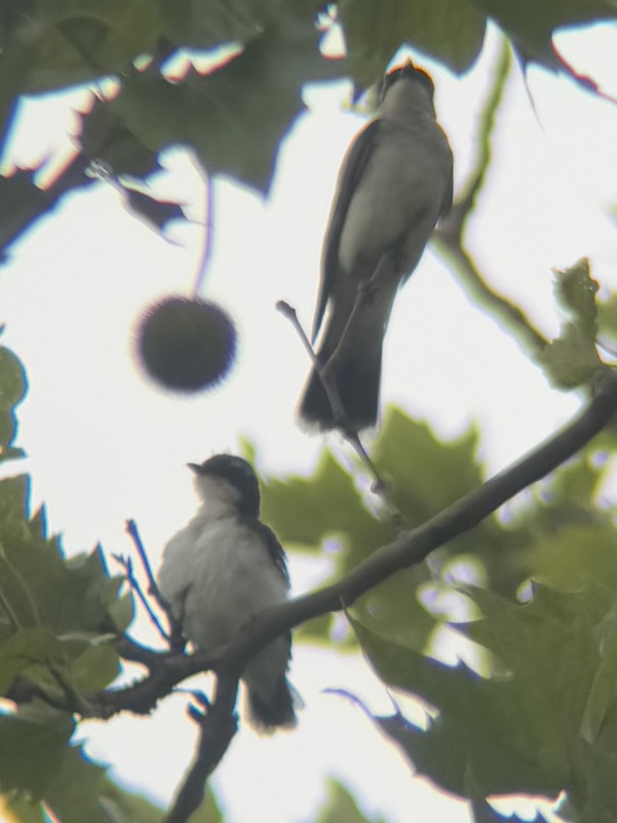 Eastern Kingbird - ML638614185