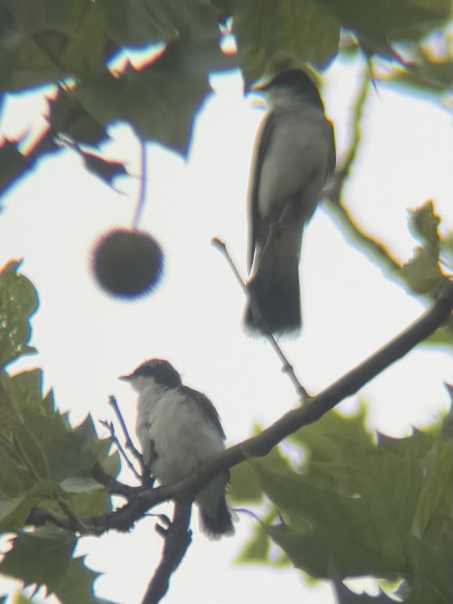 Eastern Kingbird - ML638614186