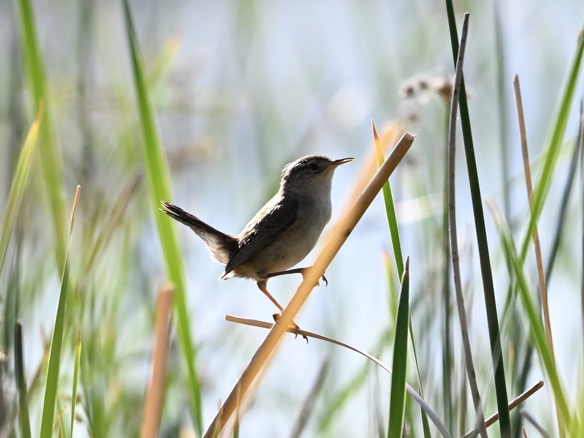Marsh Wren - ML638614217