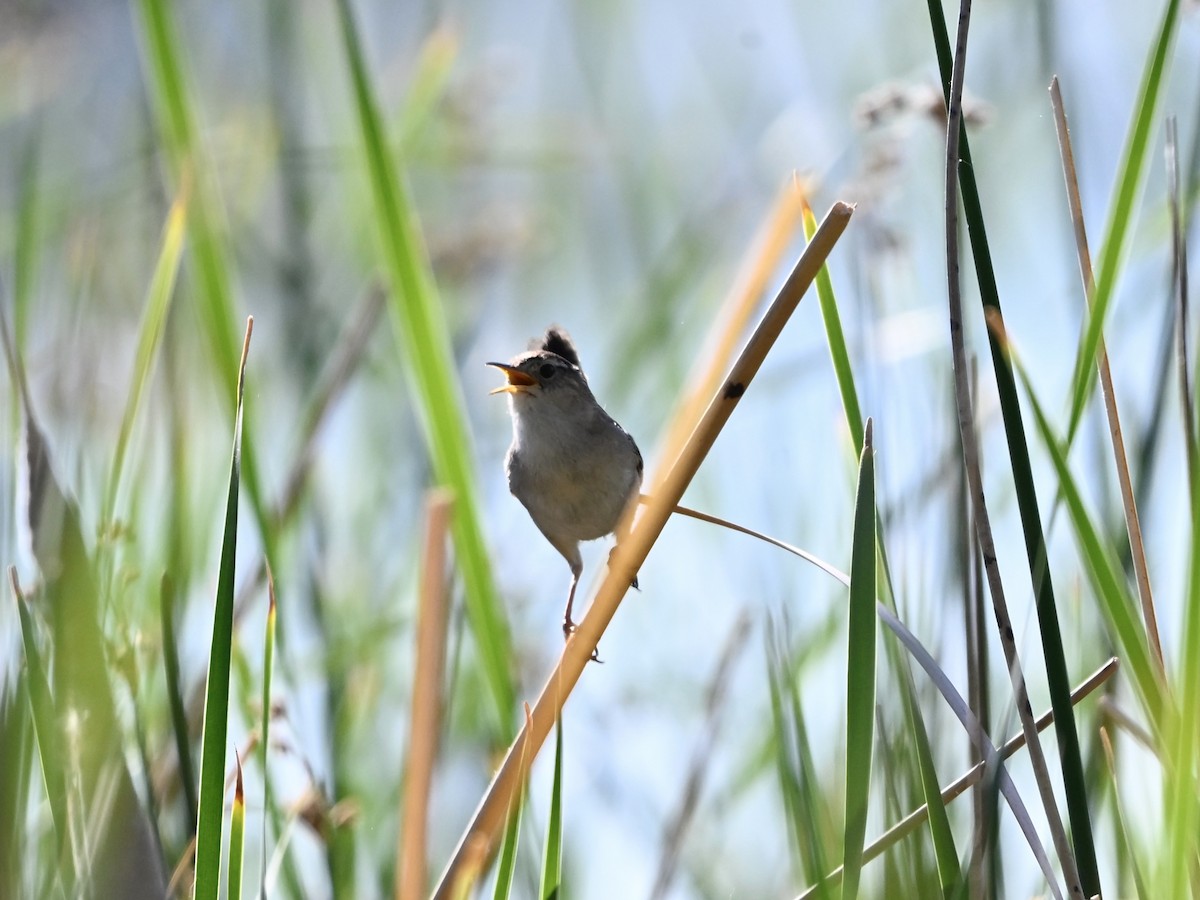 Marsh Wren - ML638614218