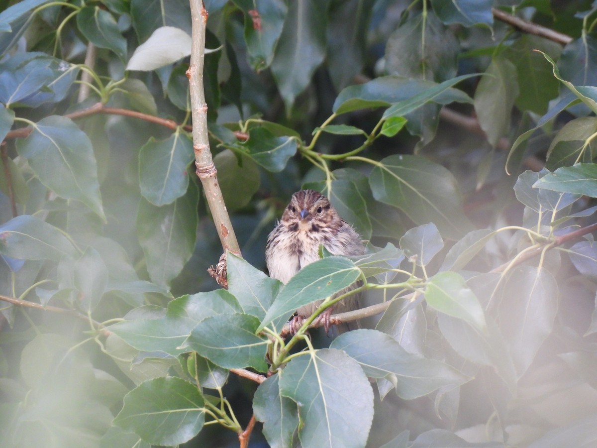 Song Sparrow - ML638614229
