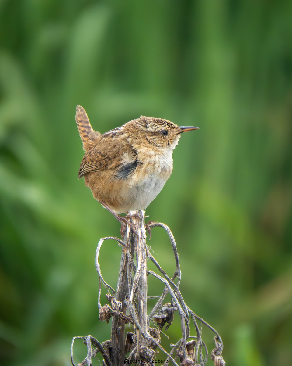 Grass Wren - ML638614231