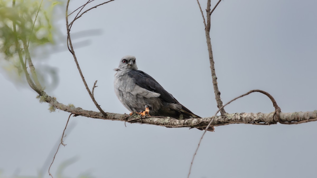 Plumbeous Kite - ML638614233
