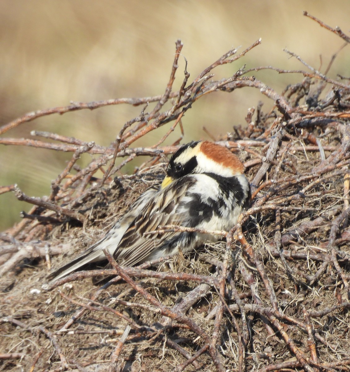 Lapland Longspur - ML638614237