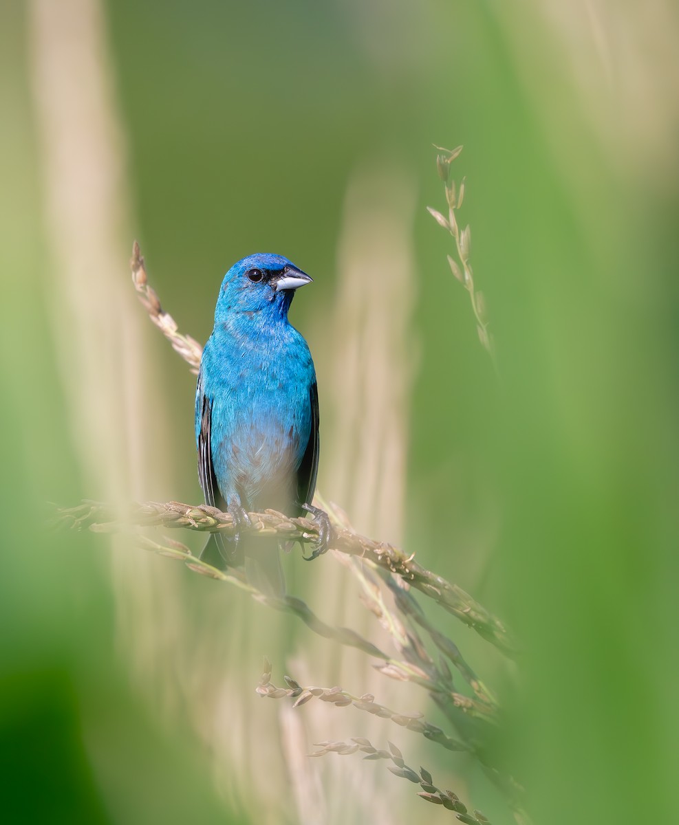 Indigo Bunting - ML638614241
