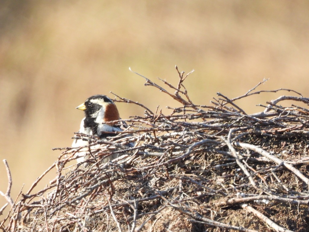 Lapland Longspur - ML638614243