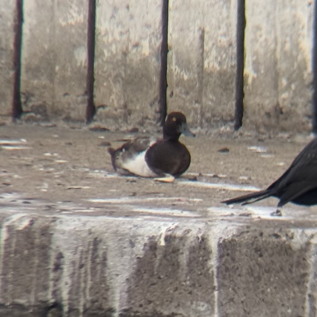 Lesser Scaup - ML638614245