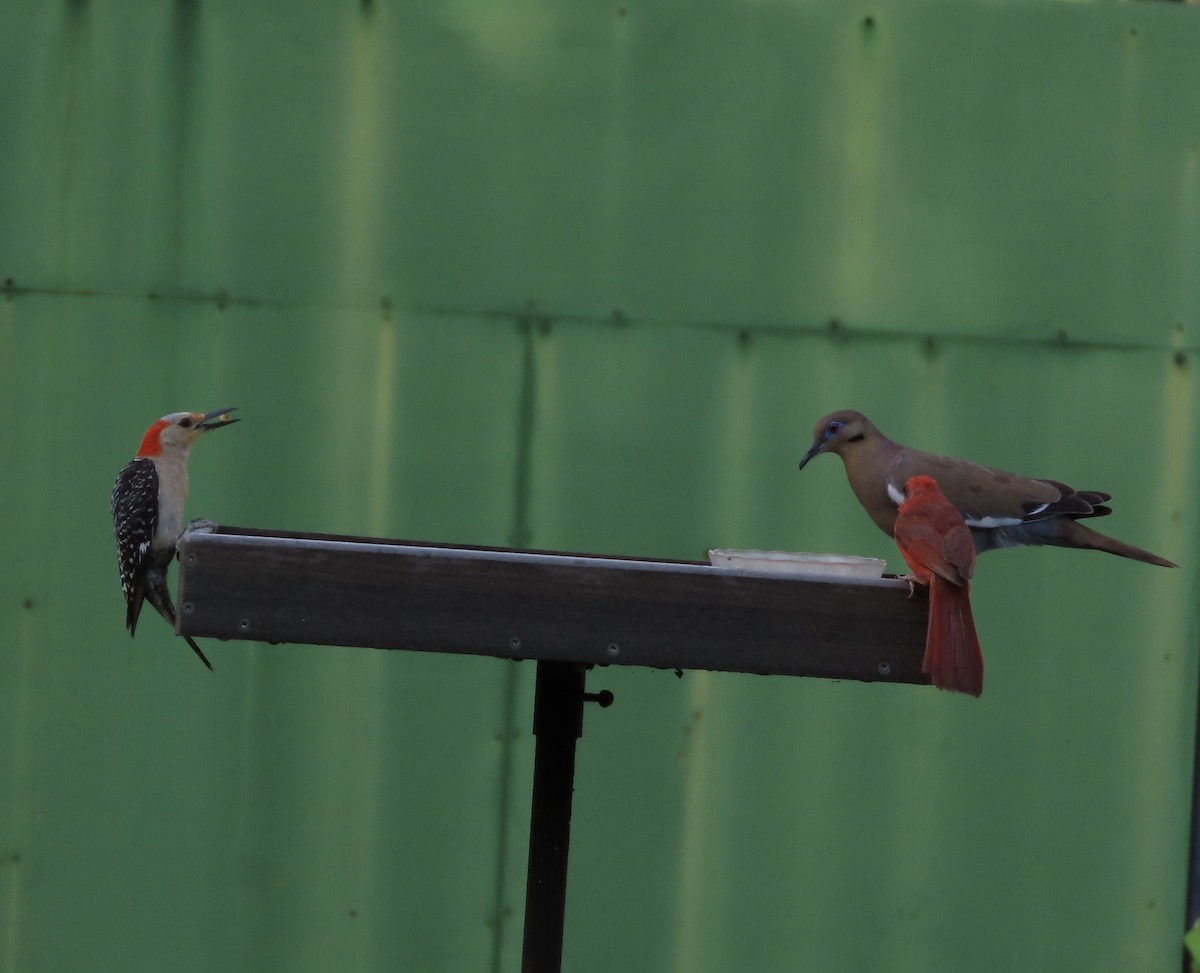 Red-bellied Woodpecker - ML638614251