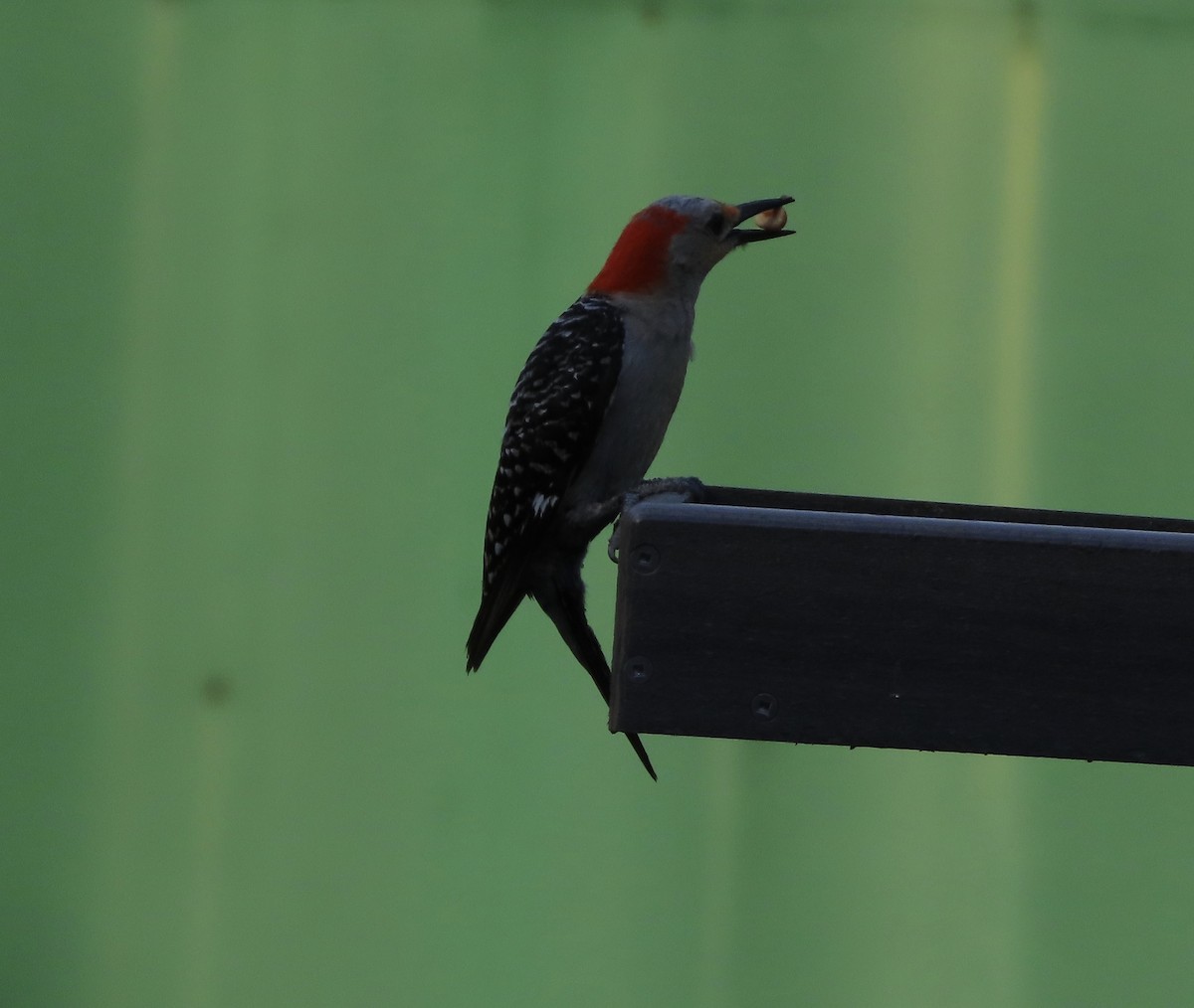 Red-bellied Woodpecker - ML638614252