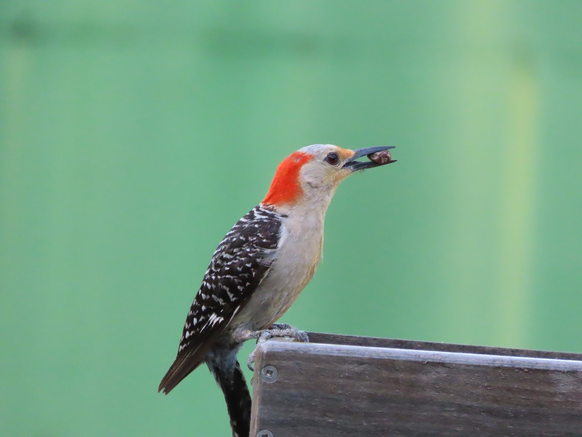 Red-bellied Woodpecker - ML638614255
