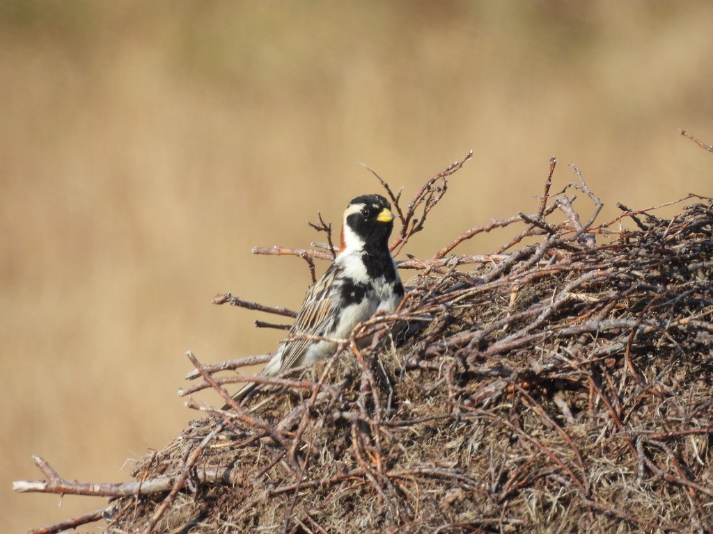 Lapland Longspur - ML638614260