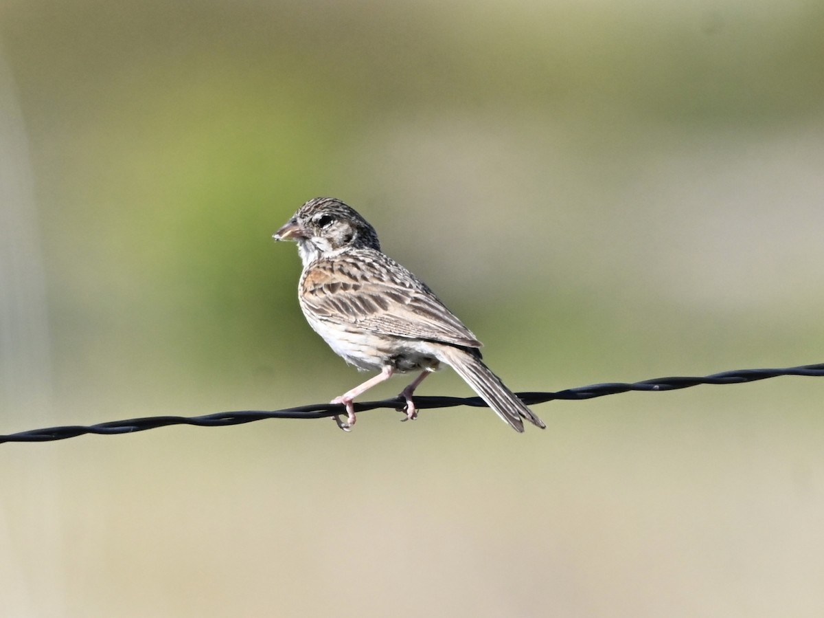 Vesper Sparrow - ML638614261