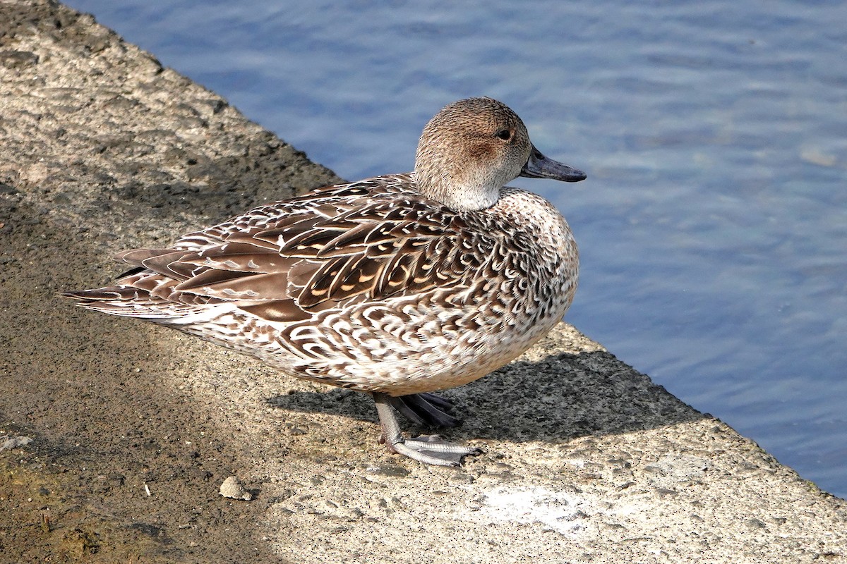Northern Pintail - ML638614263