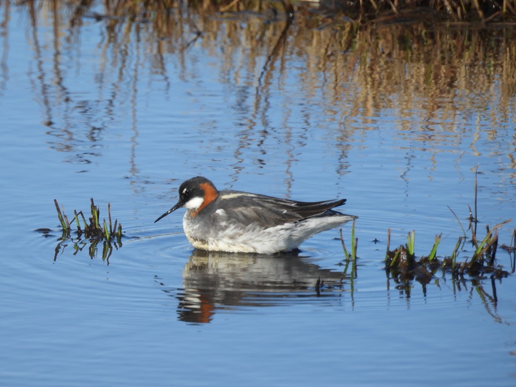 Red-necked Phalarope - ML638614268