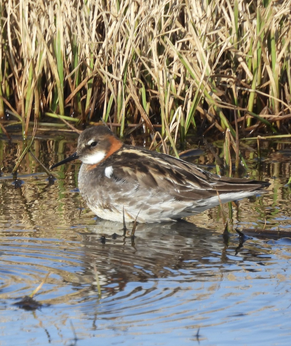 Red-necked Phalarope - ML638614274