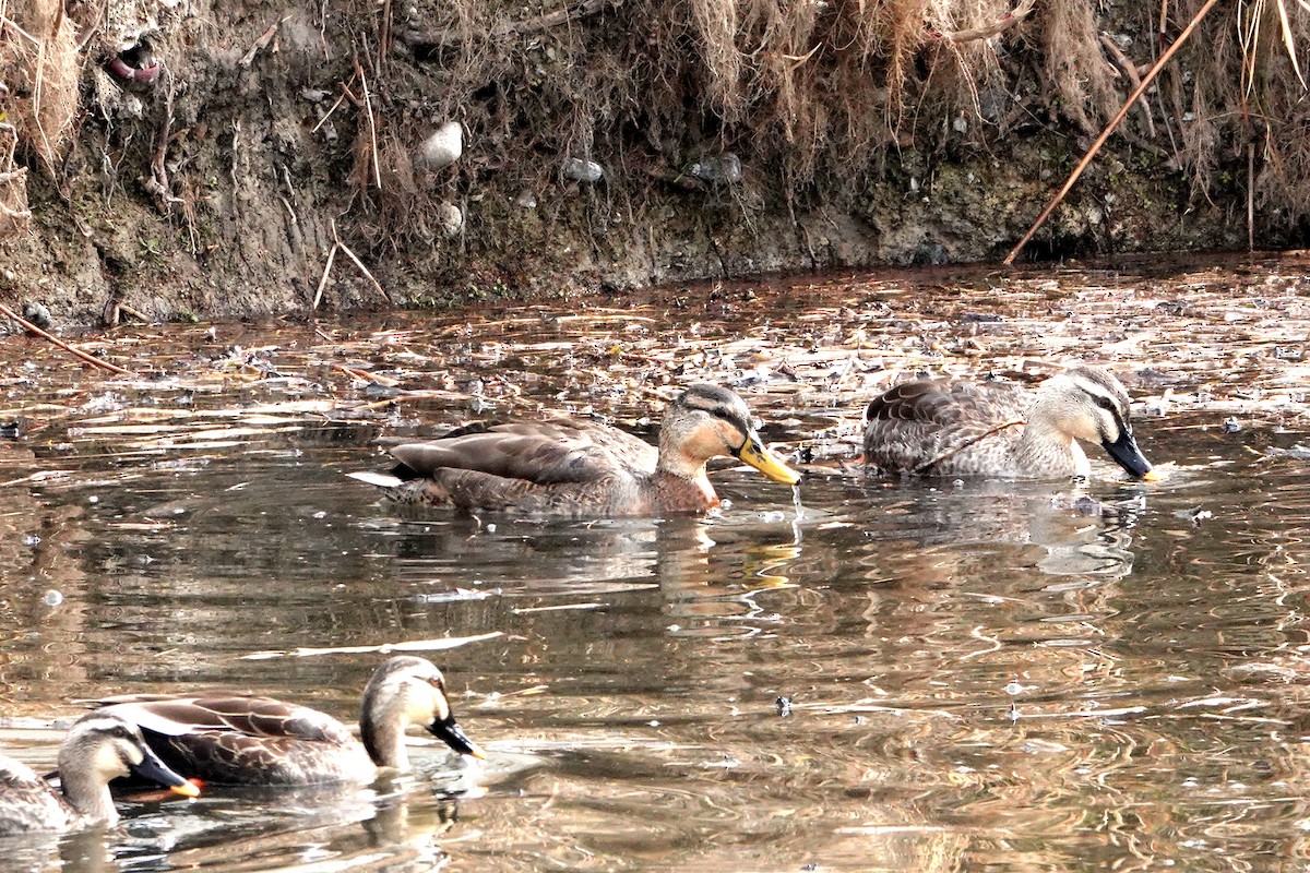 Mallard x Eastern Spot-billed Duck (hybrid) - ML638614281