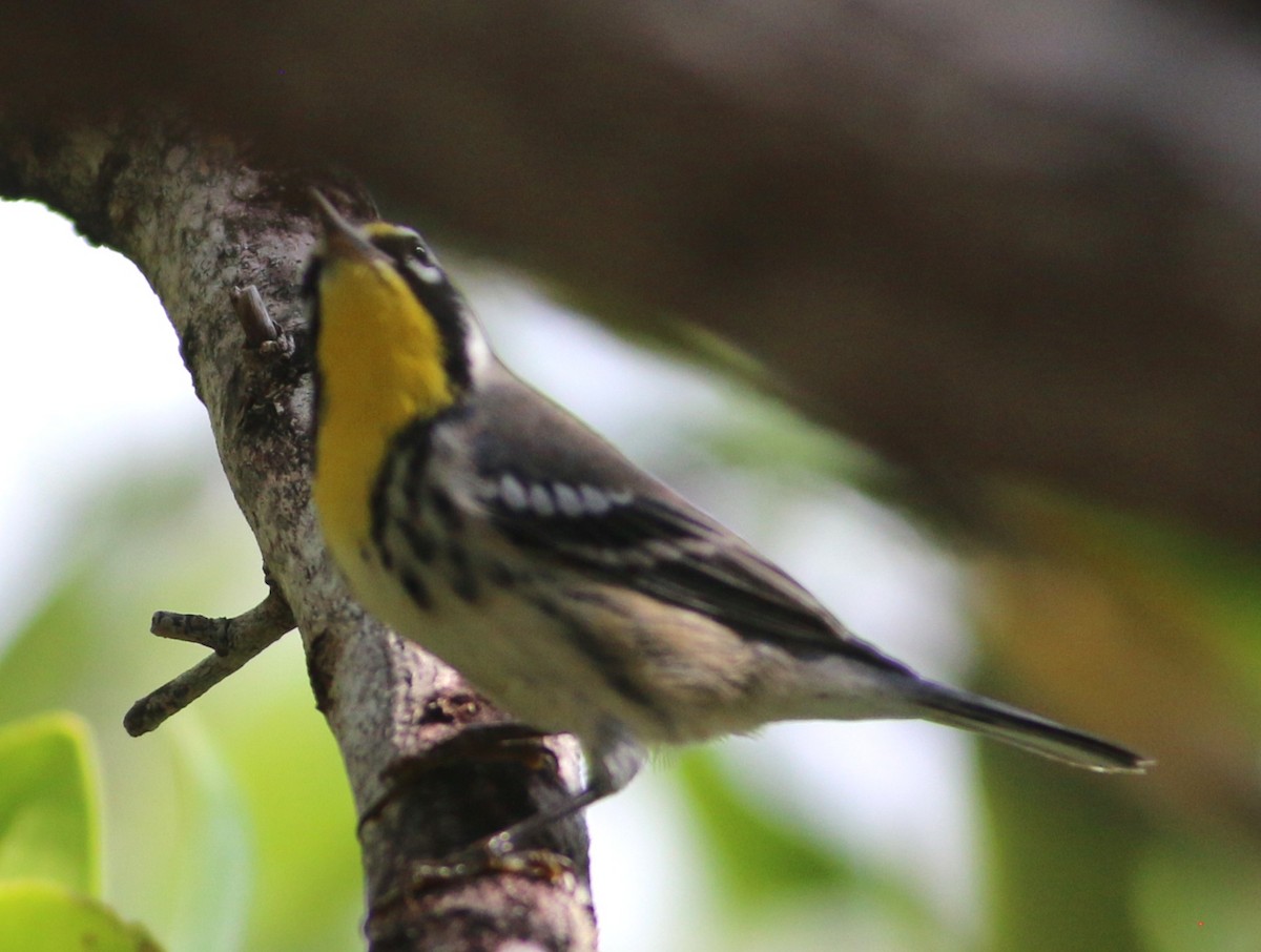 Yellow-throated Warbler (dominica/stoddardi) - ML638614295