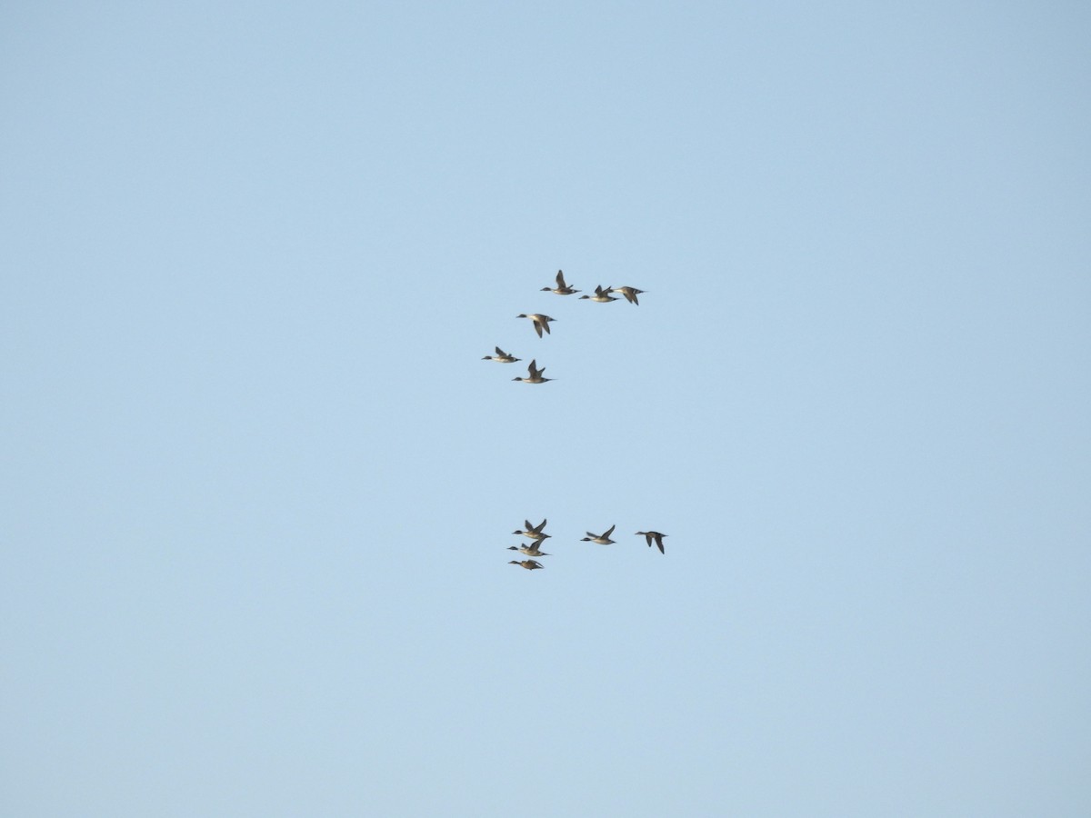 Northern Pintail - ML638614314