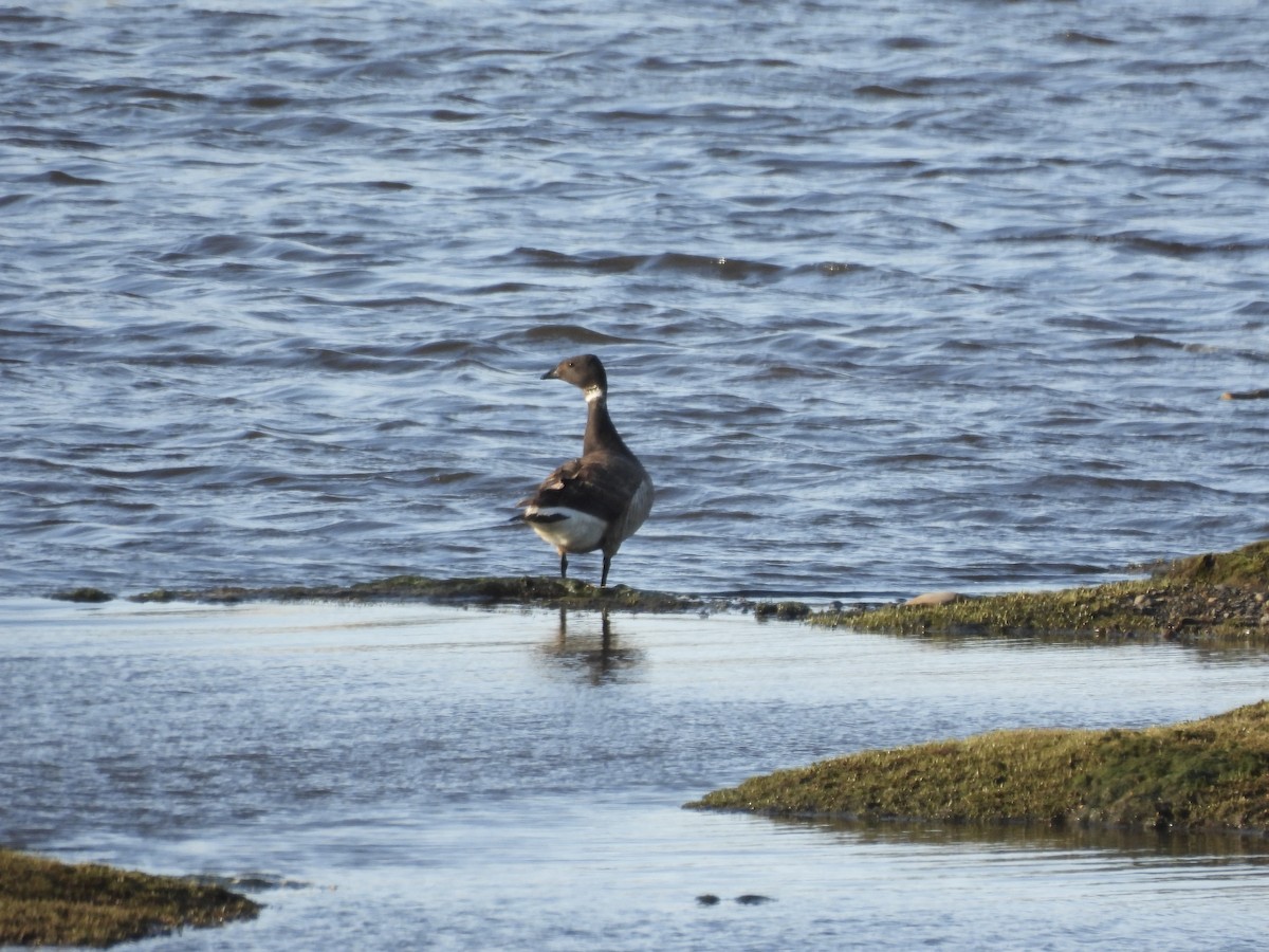 Brant (Black) - ML638614317