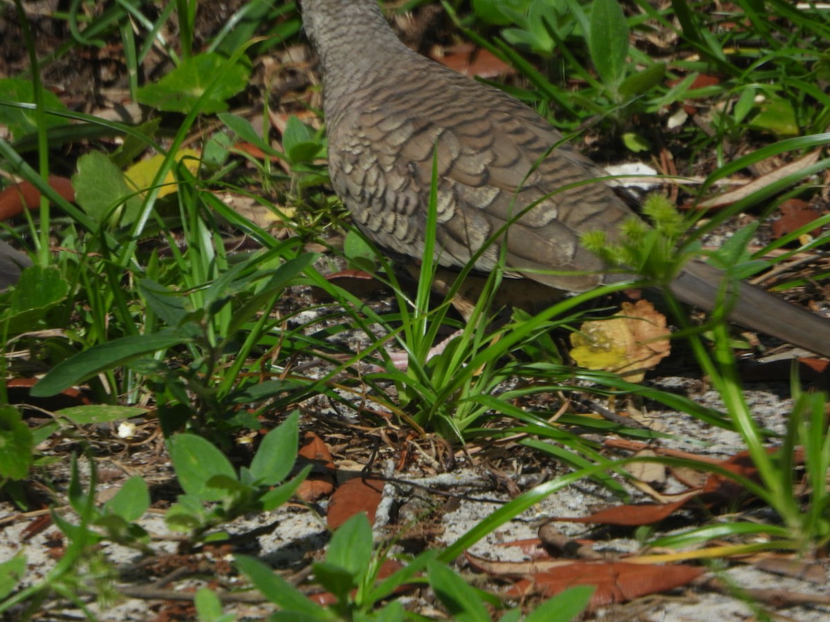Inca Dove - ML638614331