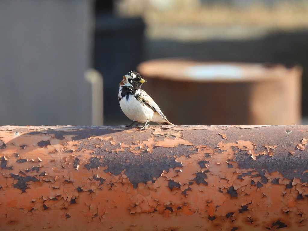 Lapland Longspur - ML638614339