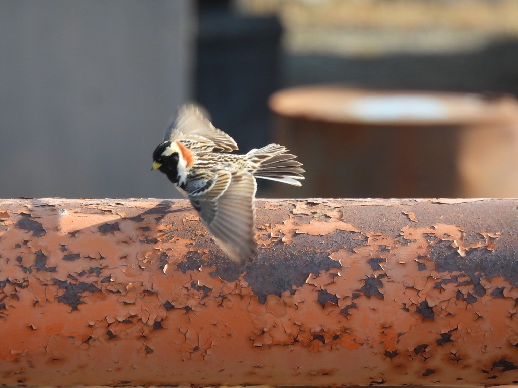 Lapland Longspur - ML638614340