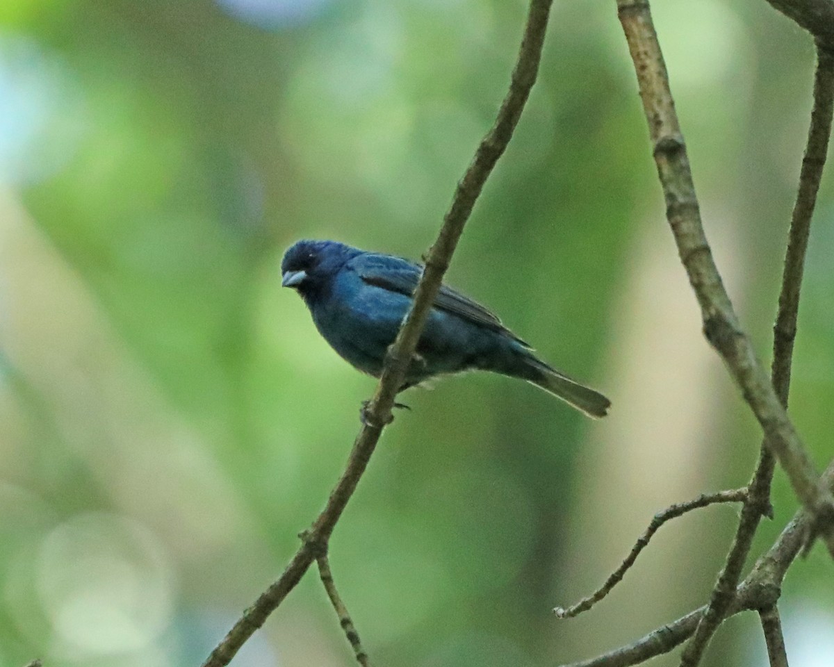 Indigo Bunting - ML638614373