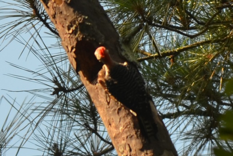 Red-bellied Woodpecker - ML638614379