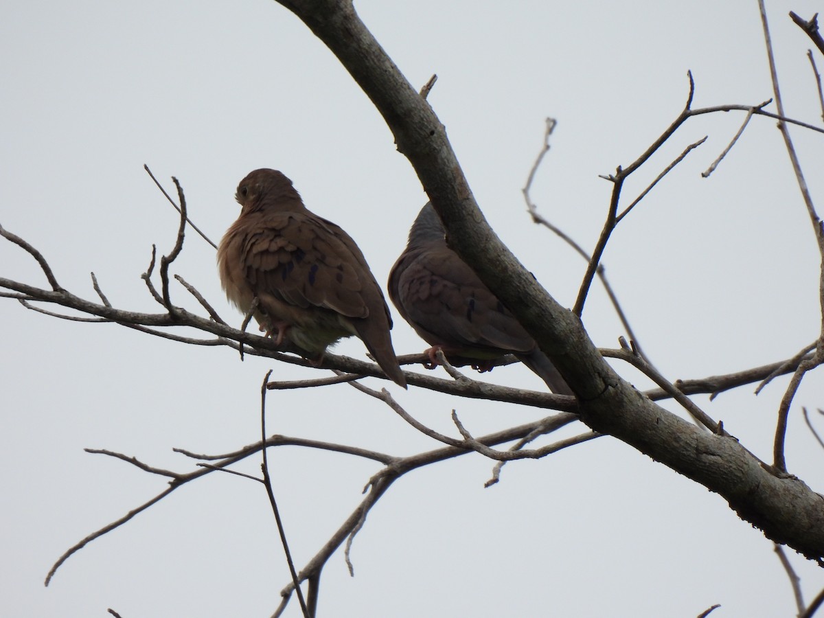 Plain-breasted Ground Dove - ML638614395
