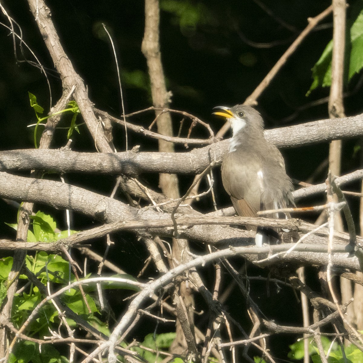 Yellow-billed Cuckoo - ML638614400