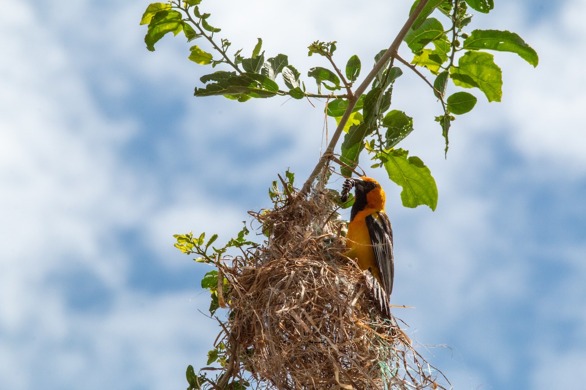Streak-backed Oriole - ML638614401
