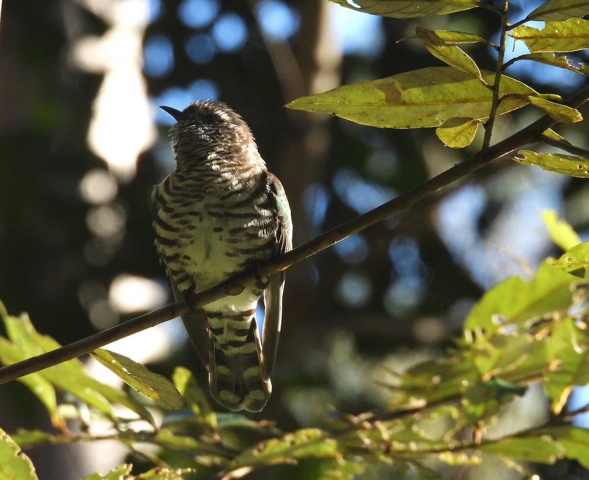 Shining Bronze-Cuckoo - ML638614406