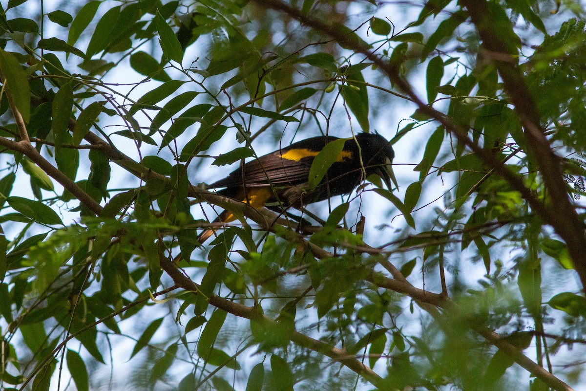 Yellow-winged Cacique - ML638614409